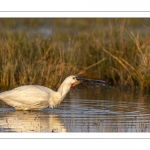 Spatule blanche (Platalea leucorodia - Eurasian Spoonbill)