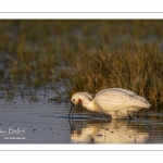 Spatule blanche (Platalea leucorodia - Eurasian Spoonbill)