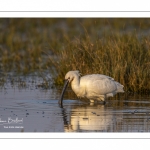 Spatule blanche (Platalea leucorodia - Eurasian Spoonbill)