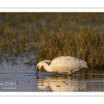 Spatule blanche (Platalea leucorodia - Eurasian Spoonbill)