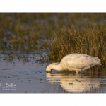 Spatule blanche (Platalea leucorodia - Eurasian Spoonbill)