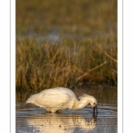 Spatule blanche (Platalea leucorodia - Eurasian Spoonbill)