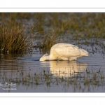 Spatule blanche (Platalea leucorodia - Eurasian Spoonbill)