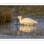 Spatule blanche (Platalea leucorodia - Eurasian Spoonbill)