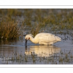 Spatule blanche (Platalea leucorodia - Eurasian Spoonbill)