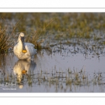 Spatule blanche (Platalea leucorodia - Eurasian Spoonbill)