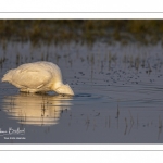 Spatule blanche (Platalea leucorodia - Eurasian Spoonbill)