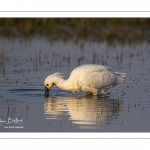 Spatule blanche (Platalea leucorodia - Eurasian Spoonbill)