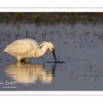 Spatule blanche (Platalea leucorodia - Eurasian Spoonbill)