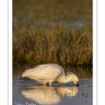 Spatule blanche (Platalea leucorodia - Eurasian Spoonbill)