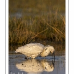 Spatule blanche (Platalea leucorodia - Eurasian Spoonbill)