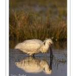 Spatule blanche (Platalea leucorodia - Eurasian Spoonbill)