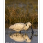 Spatule blanche (Platalea leucorodia - Eurasian Spoonbill)