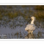 Spatule blanche (Platalea leucorodia - Eurasian Spoonbill)