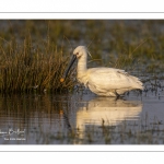 Spatule blanche (Platalea leucorodia - Eurasian Spoonbill)