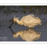 Spatule blanche (Platalea leucorodia - Eurasian Spoonbill)