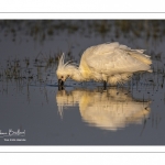 Spatule blanche (Platalea leucorodia - Eurasian Spoonbill)