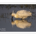 Spatule blanche (Platalea leucorodia - Eurasian Spoonbill)