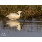 Spatule blanche (Platalea leucorodia - Eurasian Spoonbill)