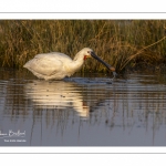 Spatule blanche (Platalea leucorodia - Eurasian Spoonbill)