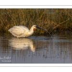 Spatule blanche (Platalea leucorodia - Eurasian Spoonbill)