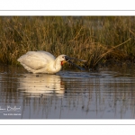 Spatule blanche (Platalea leucorodia - Eurasian Spoonbill)