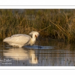Spatule blanche (Platalea leucorodia - Eurasian Spoonbill)