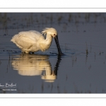 Spatule blanche (Platalea leucorodia - Eurasian Spoonbill)