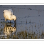 Spatule blanche (Platalea leucorodia - Eurasian Spoonbill)