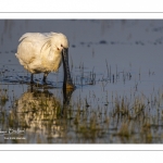 Spatule blanche (Platalea leucorodia - Eurasian Spoonbill)