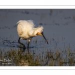 Spatule blanche (Platalea leucorodia - Eurasian Spoonbill)