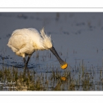 Spatule blanche (Platalea leucorodia - Eurasian Spoonbill)