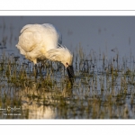 Spatule blanche (Platalea leucorodia - Eurasian Spoonbill)