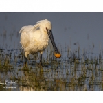 Spatule blanche (Platalea leucorodia - Eurasian Spoonbill)