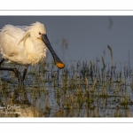 Spatule blanche (Platalea leucorodia - Eurasian Spoonbill)