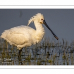 Spatule blanche (Platalea leucorodia - Eurasian Spoonbill)