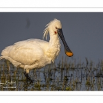 Spatule blanche (Platalea leucorodia - Eurasian Spoonbill)