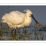 Spatule blanche (Platalea leucorodia - Eurasian Spoonbill)