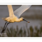 Spatule blanche (Platalea leucorodia - Eurasian Spoonbill)