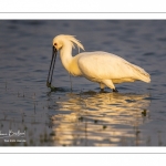 Spatule blanche (Platalea leucorodia - Eurasian Spoonbill)