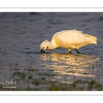 Spatule blanche (Platalea leucorodia - Eurasian Spoonbill)