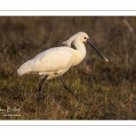 Spatule blanche (Platalea leucorodia - Eurasian Spoonbill)