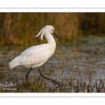 Spatule blanche (Platalea leucorodia - Eurasian Spoonbill)