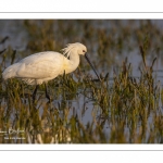 Spatule blanche (Platalea leucorodia - Eurasian Spoonbill)