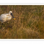 Spatule blanche (Platalea leucorodia - Eurasian Spoonbill)