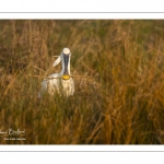 Spatule blanche (Platalea leucorodia - Eurasian Spoonbill)