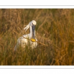 Spatule blanche (Platalea leucorodia - Eurasian Spoonbill)