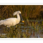 Spatule blanche (Platalea leucorodia - Eurasian Spoonbill)