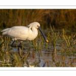 Spatule blanche (Platalea leucorodia - Eurasian Spoonbill)