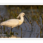 Spatule blanche (Platalea leucorodia - Eurasian Spoonbill)